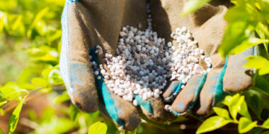 China Fert Market -1404-05-29-1-4